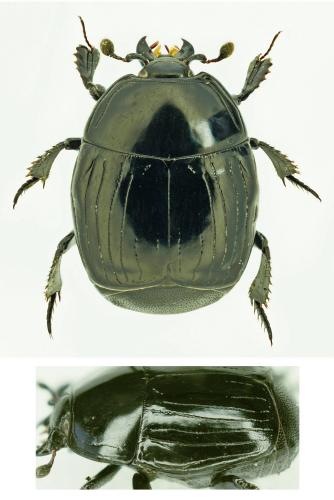Réf. 183 641 : Margarinotus brunneus
